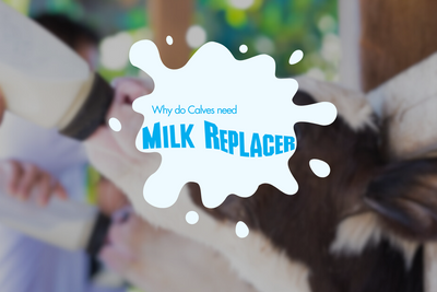 Why do calves need milk replacer?