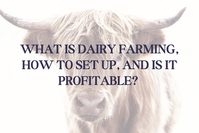 What is dairy farming, how to set up and is it profitable?