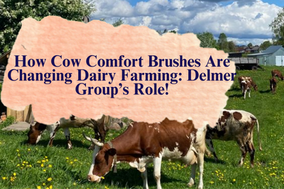 How Cow Comfort Brushes Are Changing Dairy Farming: Delmer Group’s Role