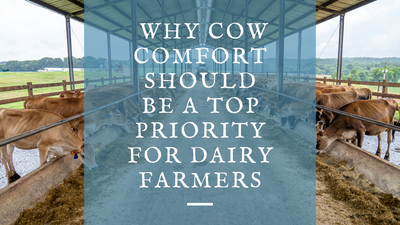 Why Cow Comfort Should Be  a Top Priority for Dairy  Farmers