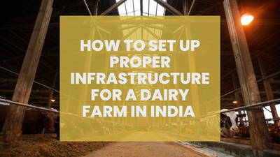 How to Set Up Proper Infrastructure for a  Dairy Farm in India