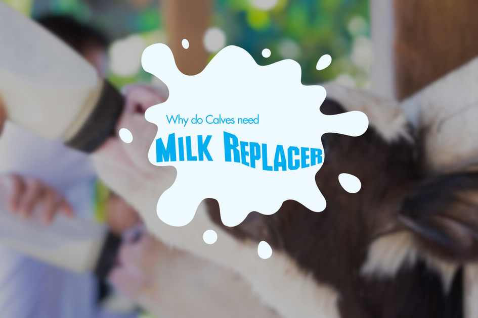 why-do-calves-need-milk-replacer