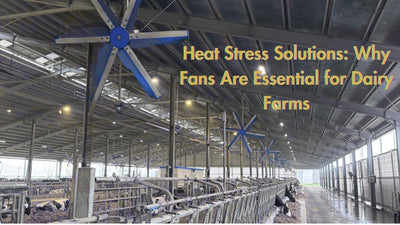 Heat Stress Solutions: Why Fans Are Essential for Dairy  Farms