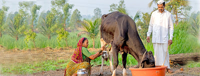 Department of Animal Husbandry and Dairying