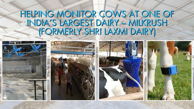 Helping Monitor Cows at One of India’s Largest Dairy – Milkrush (Formerly Shri Lakshmi Dairy)