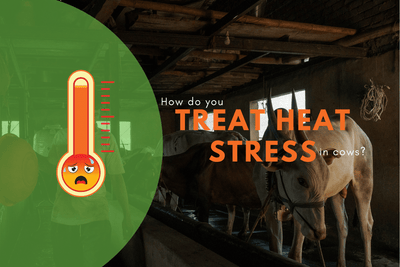 How do you treat heat stress in cows?