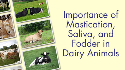 Importance of Mastication, Saliva, and Fodder in Dairy Animals