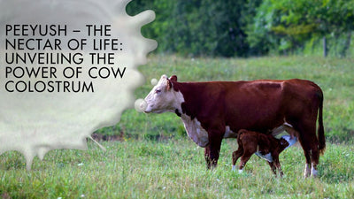 Peeyush – The Nectar of Life : Unveiling the Power of Cow Colostrum