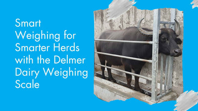 Smart Weighing for Smarter Herds with the Delmer Dairy Weighing Scale