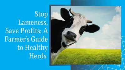 Stop Lameness, Save Profits: A Farmer’s Guide to Healthy Herds