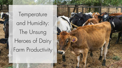 Temperature and Humidity: The Unsung Heroes of Dairy Farm Productivity