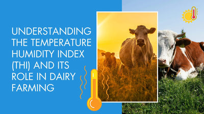 Understanding the Temperature Humidity Index (THI) and Its Role in Dairy Farming