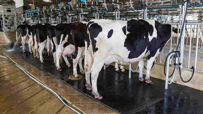 Revolutionizing Dairy Farming: The Role of Milking Machines and Parts