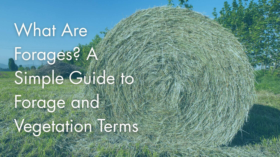 What Are Forages? A Simple Guide to Forage and Vegetation Terms
