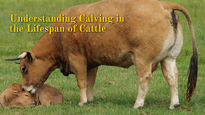 Comprender el parto en la vida del ganado 
