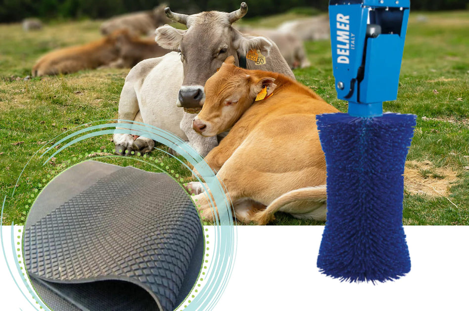 Happy Cows & Milk Marvels: Enhancing Dairy Farming Comfort – Delmer Group