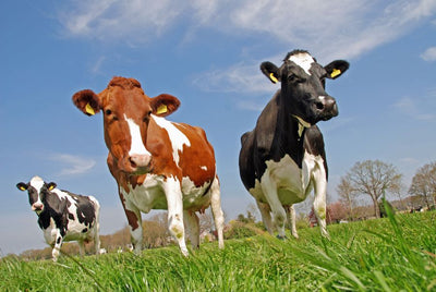 Animal welfare: a key factor in sustainable agriculture