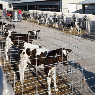 Calf Hutches - Delmer Group