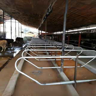 Space-saving free stall cow cubicles designed for efficient dairy farm housing