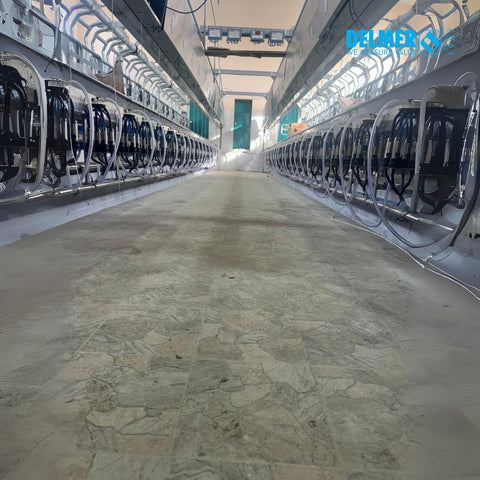 Delmer Rapid Exit Type Parallel Parlour for efficient dairy cattle milking with quick release system and high cow flow design