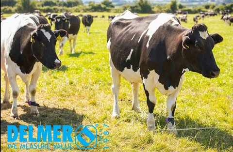 Delmer activity tags (pedometers) for Dairy Cows, Buffaloes & Goats Delmer Group