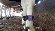 Delmer activity tags (pedometers) for Dairy Cows, Buffaloes & Goats