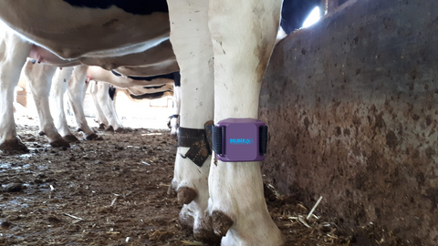 Delmer activity tags (pedometers) for Dairy Cows, Buffaloes & Goats Delmer Group