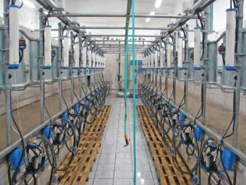 Delmer Herringbone milking system - Delmer Group