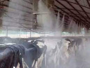 Sprinkling system for cow