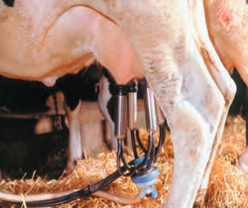  pipeline milking system - machinery shows
