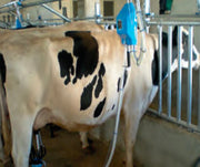 RTS pipeline milking system - machines